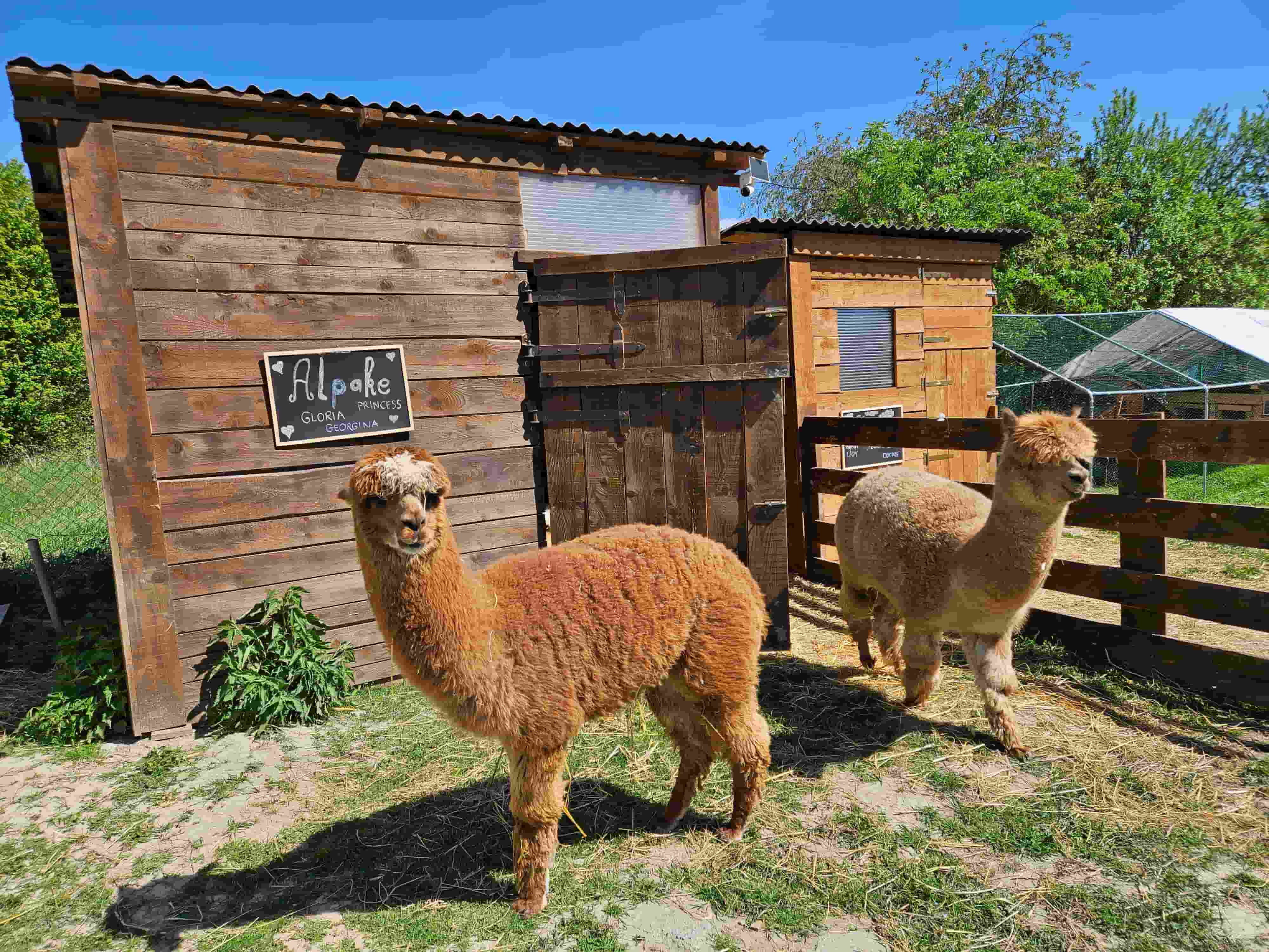 Valais ovce na Eponinoj farmici u Normancima