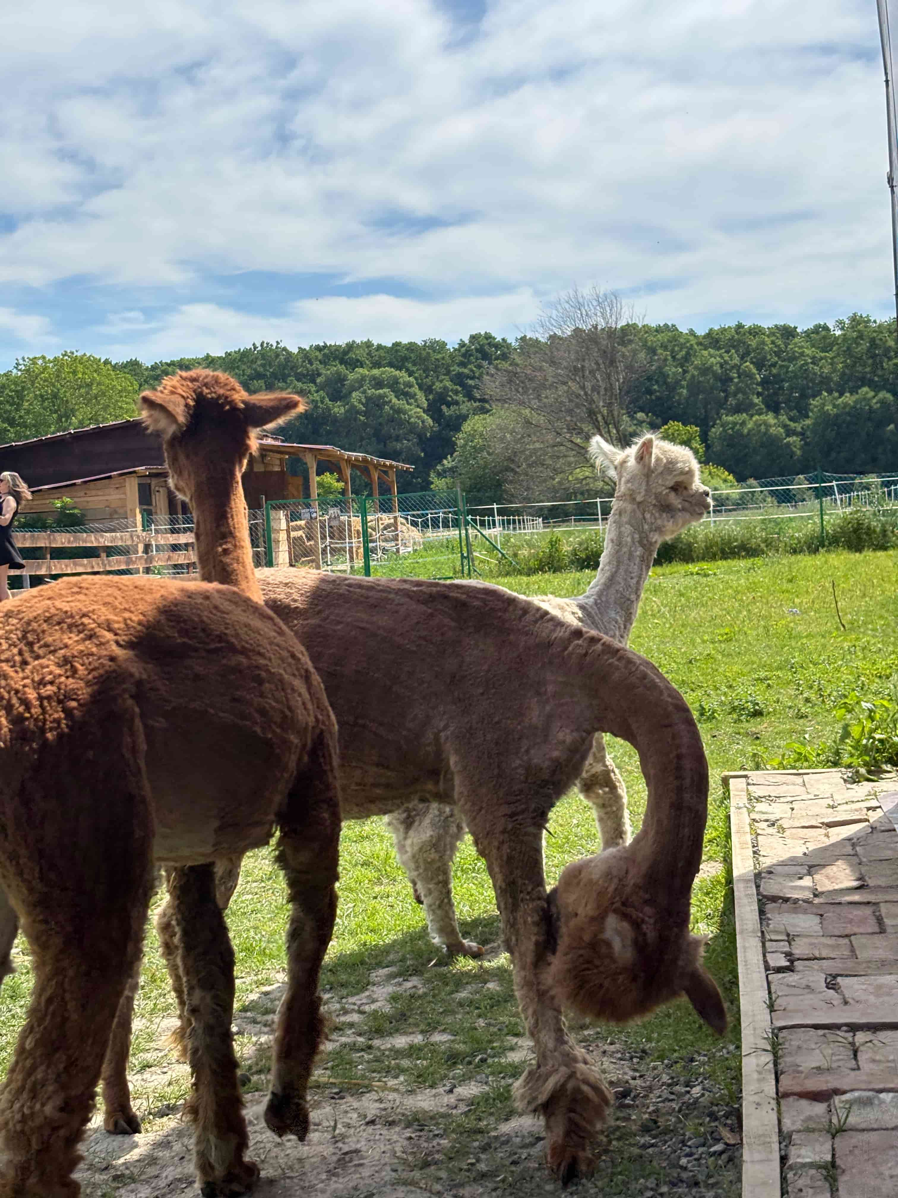 Mini koze na Eponinoj farmici
